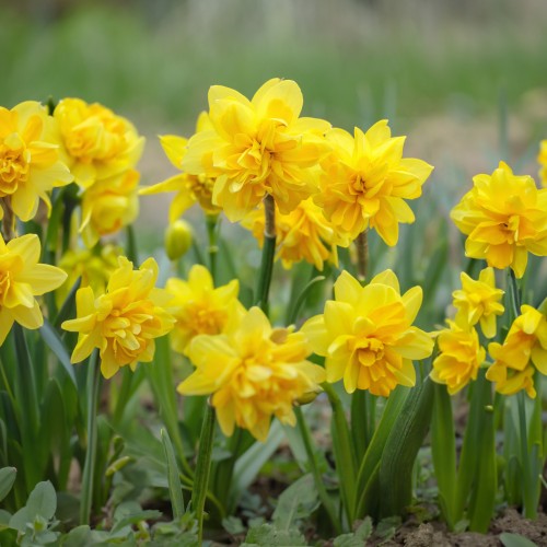 Garden Spring Flowering Bulbs