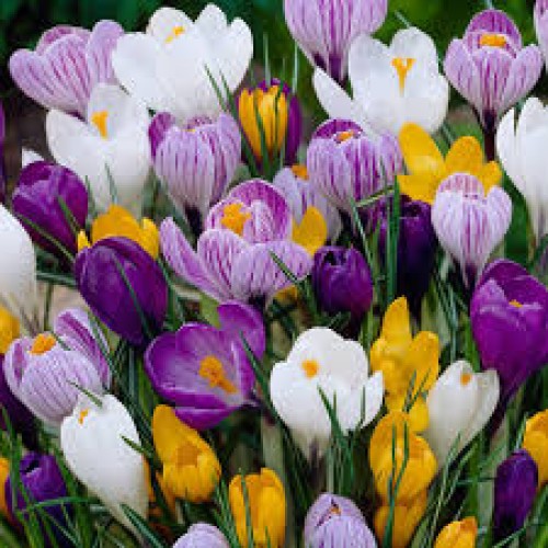 Garden Spring Flowering Bulbs