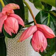 Medinilla Magnifica Flamenco 17cm Pot Size Houseplant
