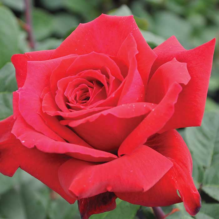 Rose 'Parfum de Nature' Scented Outdoor Rose Bush