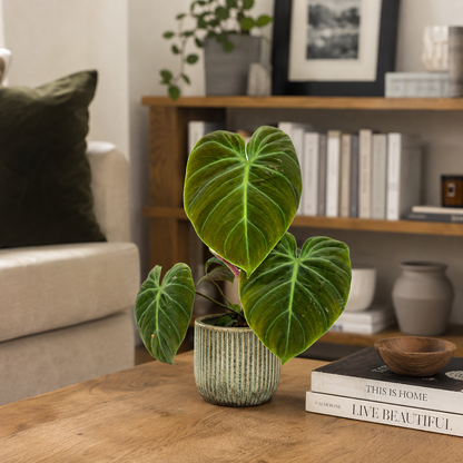 Philodendron El Choco Red 12cm Pot size Houseplant