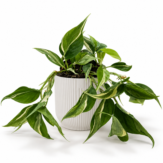 Philodendron Rio (Gabriella Plants) 12cm Houseplant