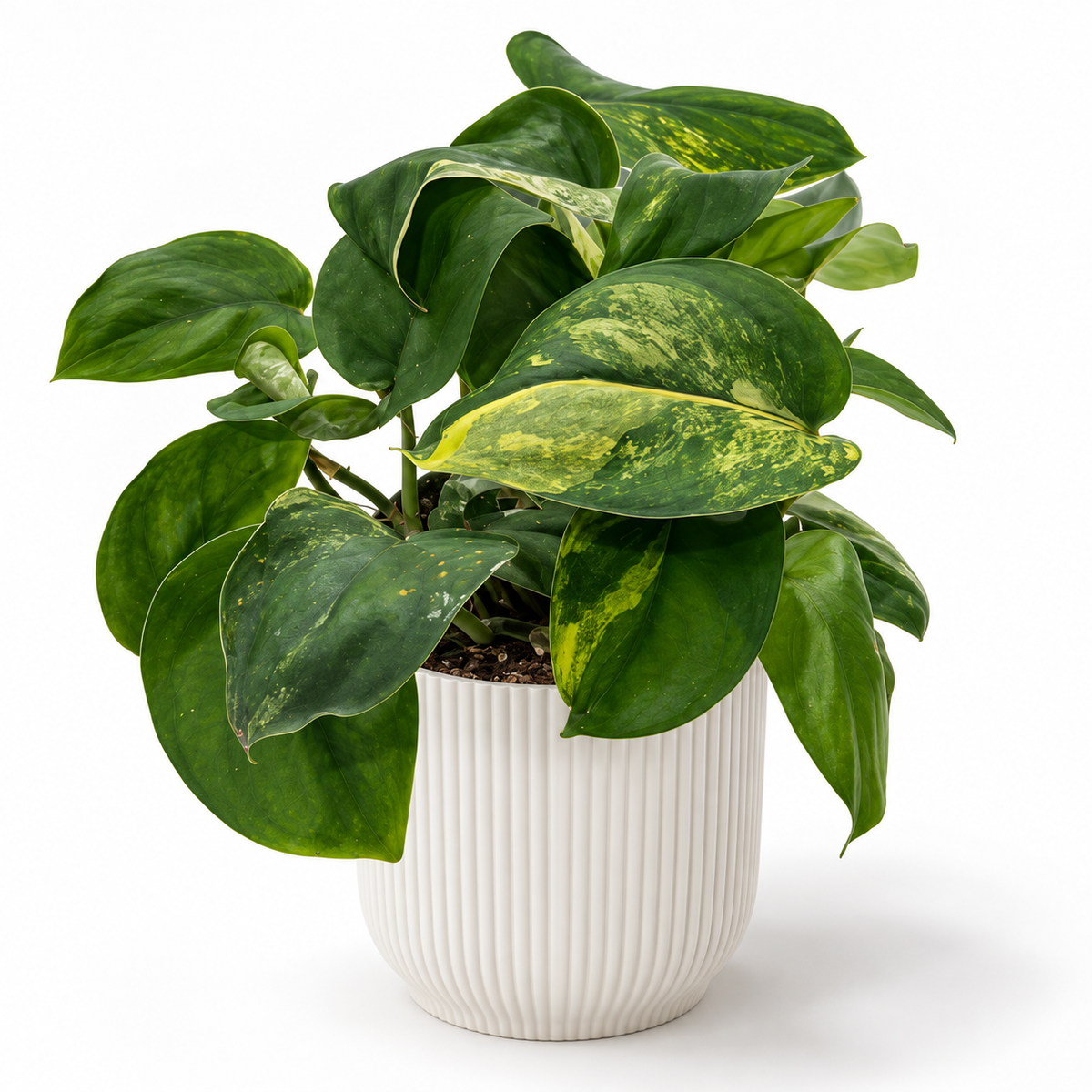Epiprenmnum Satin JAde 12cm in a white ribbed decorative pot on a white studio background