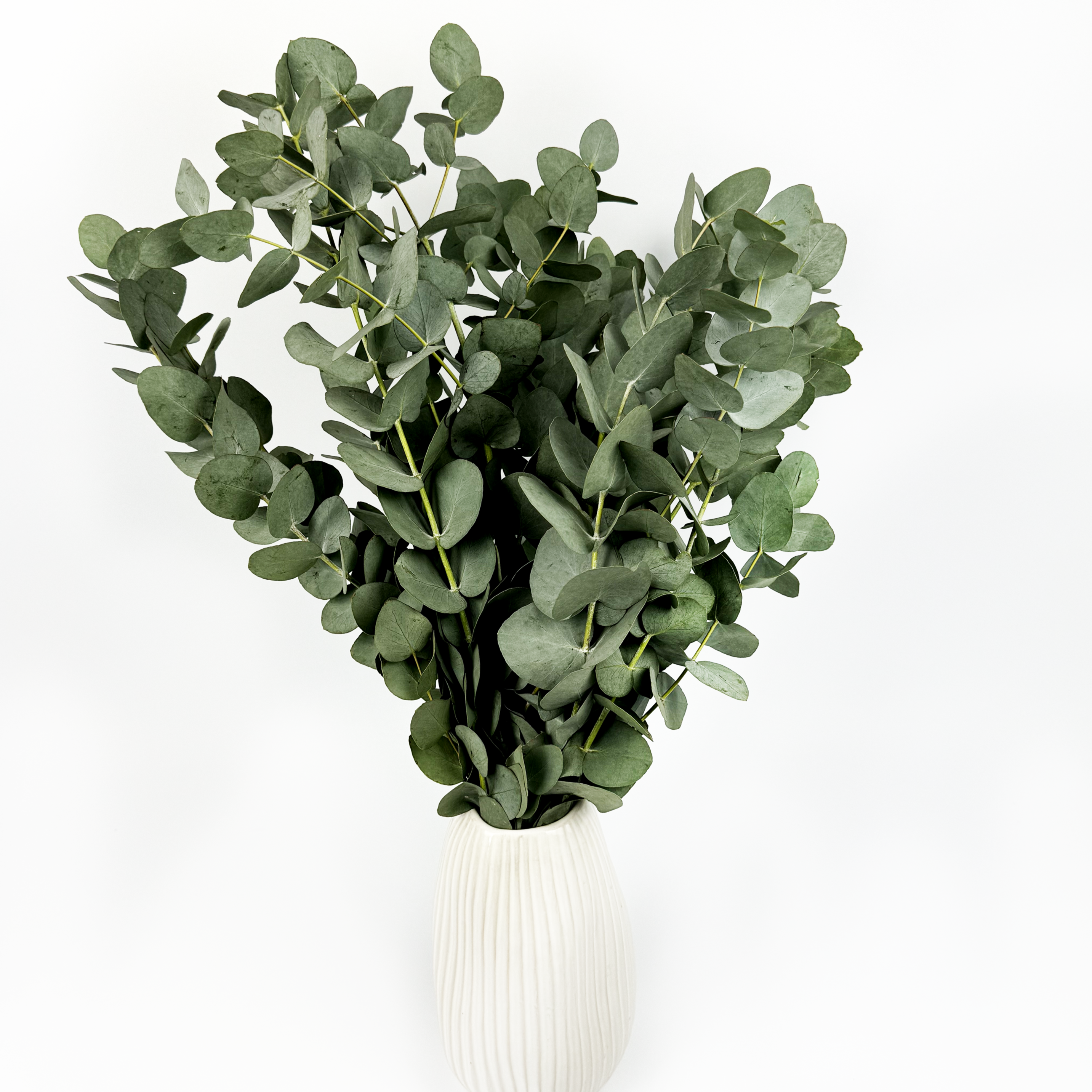 5 Stems Of Eucalyptus