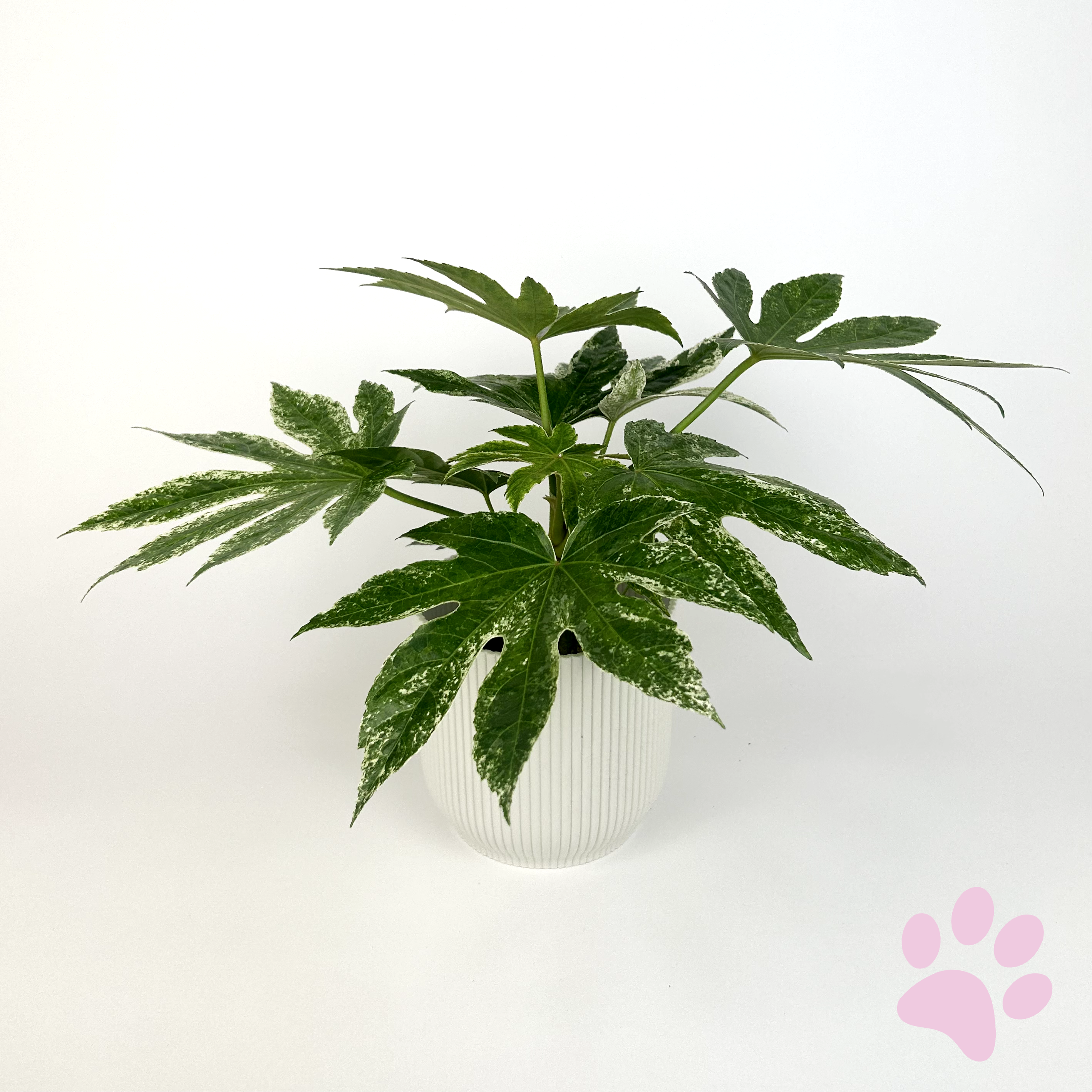 Fatsia Japonica Spiderweb Variegated 12cm Houseplant