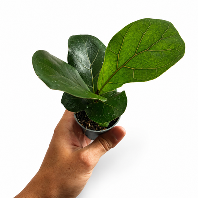 Ficus Lyrata + Pot