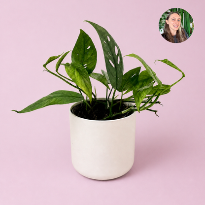Epipremnum Cebu Blue- Good Growing Houseplant Choice