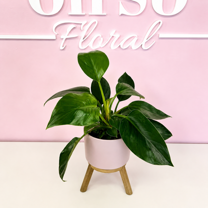 The Plant Parent Bundle - HUGE Savings on bundles