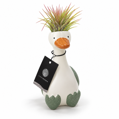 Tillandsia Goose Sitting