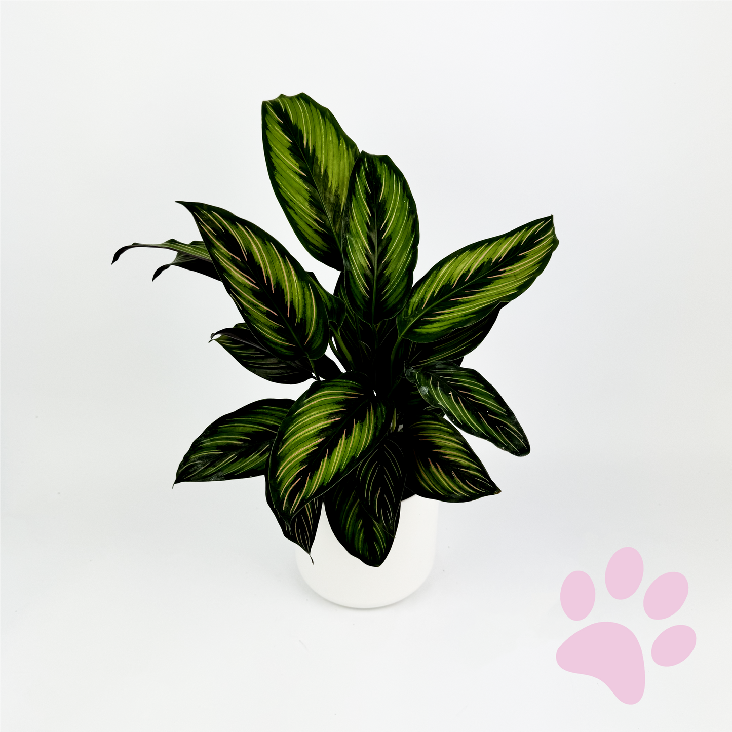 Green Calathea Pinstripe Indoor Houseplant