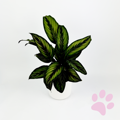Green Calathea Pinstripe Indoor Houseplant