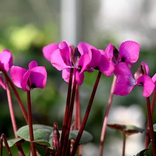 Garden Spring Flowering Bulbs