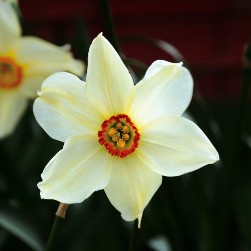 Garden Spring Flowering Bulbs