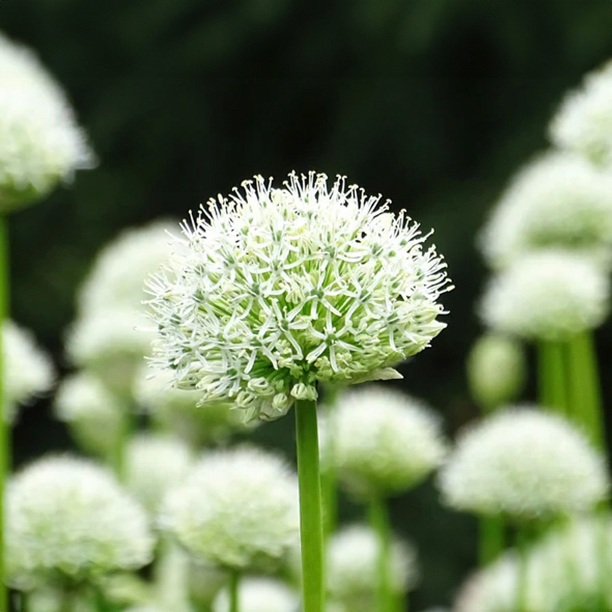 Garden Spring Flowering Bulbs