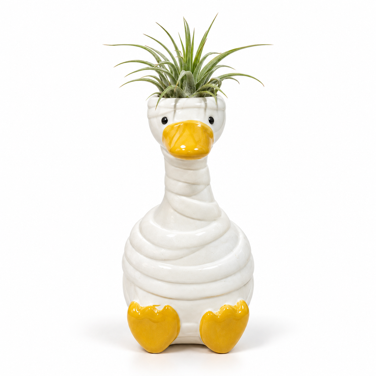 Mummy Halloween Goose Tillandsia on a white studio background