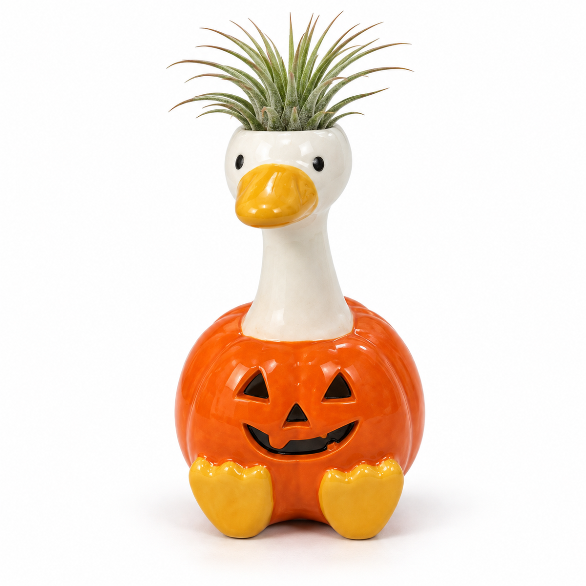 Pumpkin Halloween Goose Tillandsia on a white studio background