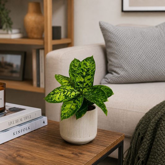 Homalomena camouflage Houseplant