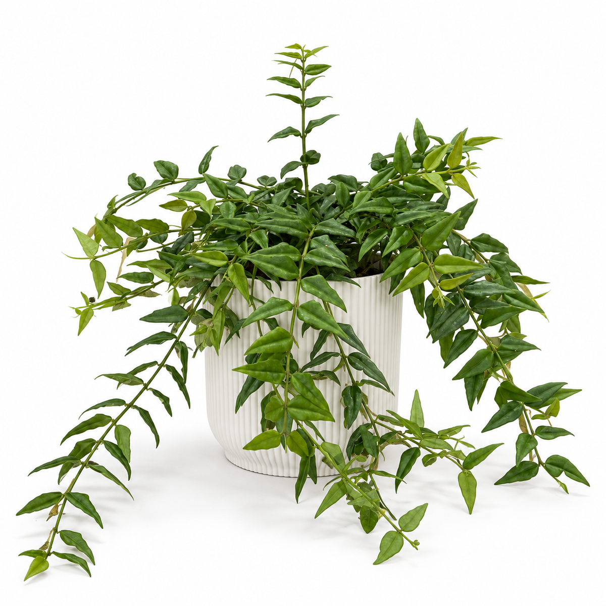 Hoya Bella Green in a white ribbed pot on a white studio background