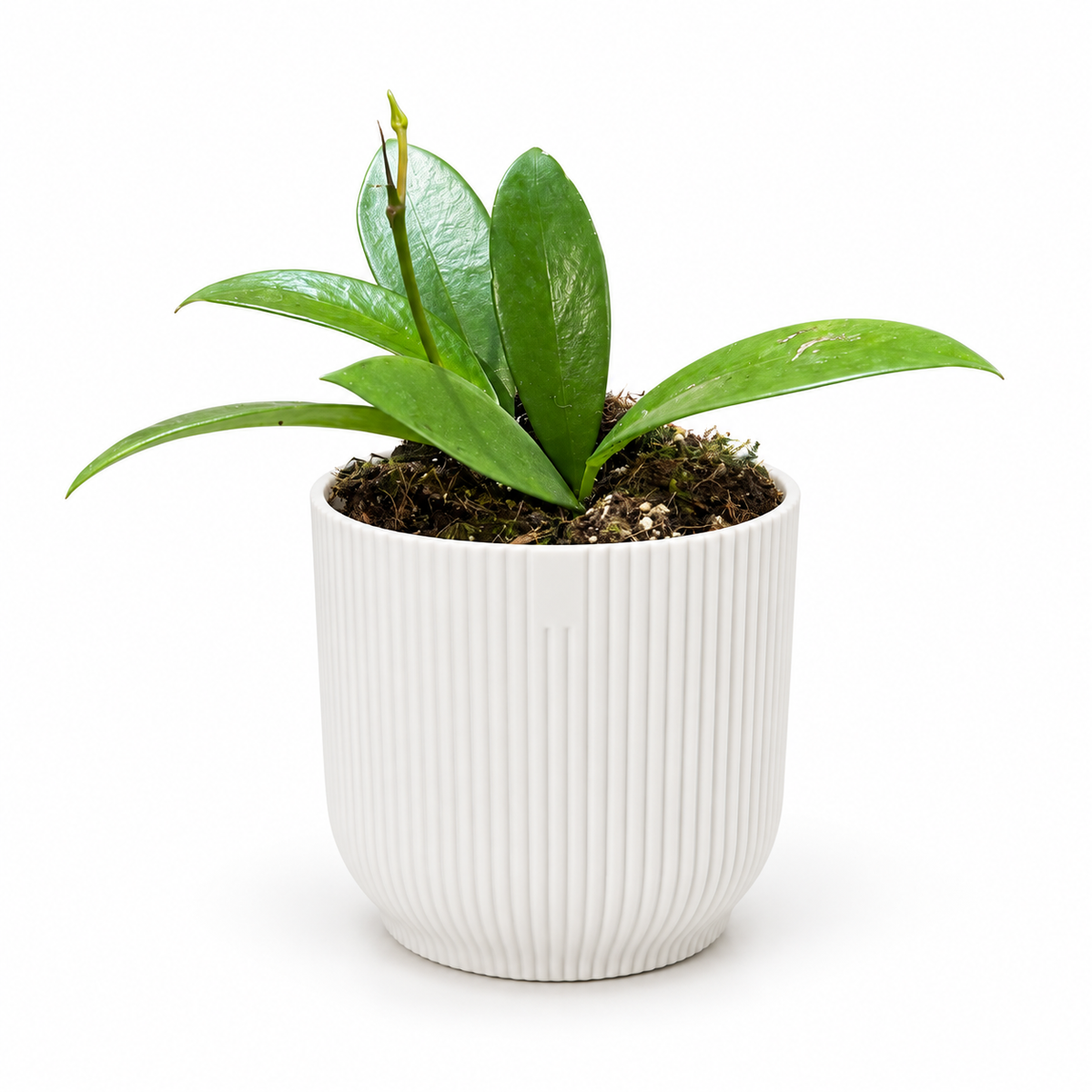 Hoya Black Dragon in a white ribbed pot on a white studio background