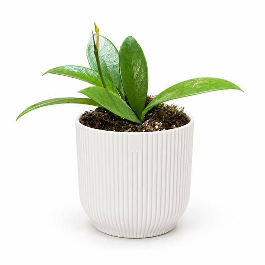 Hoya Black Dragon in a white ribbed pot on a white studio background