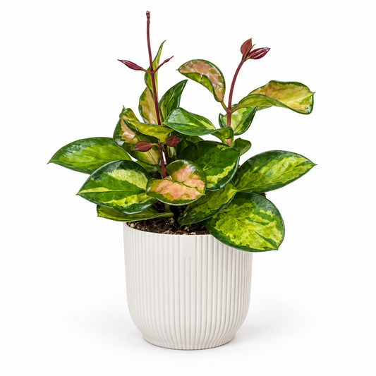 Hoya Carnosa Tricolour in a white ribbed pot on a white studio background