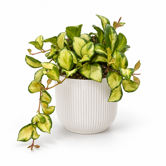 Hoya Heuschkeliana Variegata on a white studio background