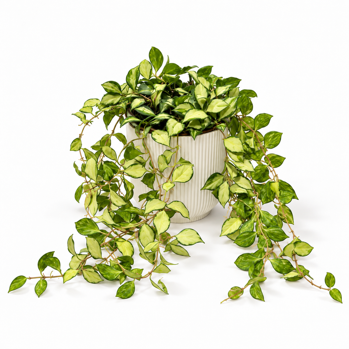 Hoya Heuschkeliana Variegated 14cm in a white ribbed decorative pot on a white studio background