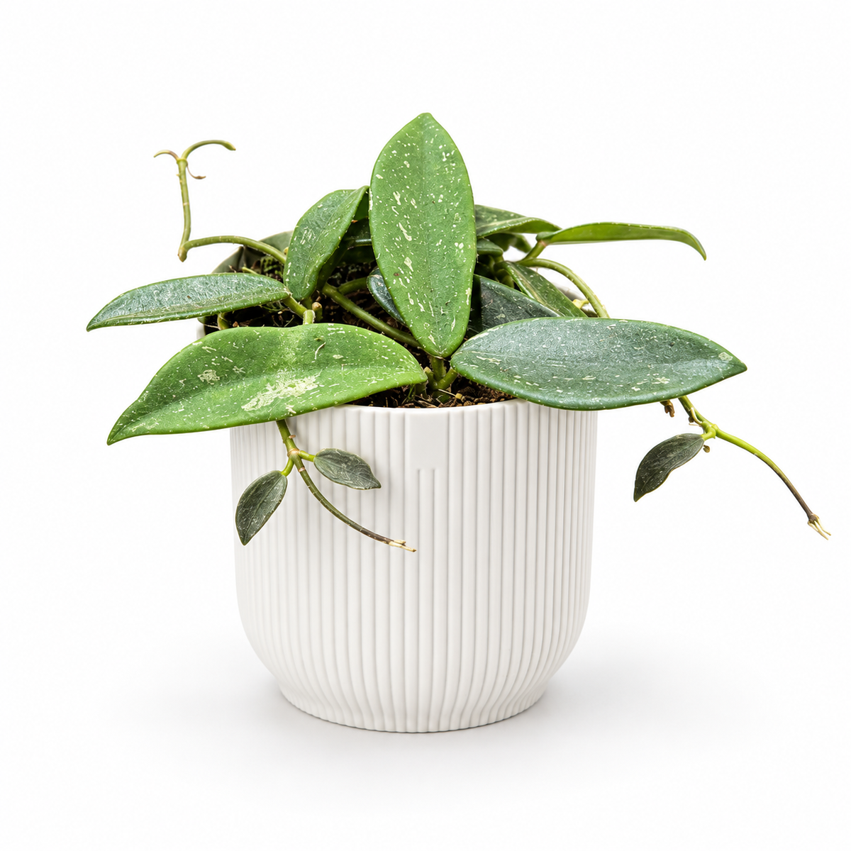 Hoya Thomsonii in a white ribbed pot on a white studio background