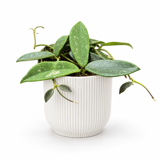 Hoya Thomsonii in a white ribbed pot on a white studio background