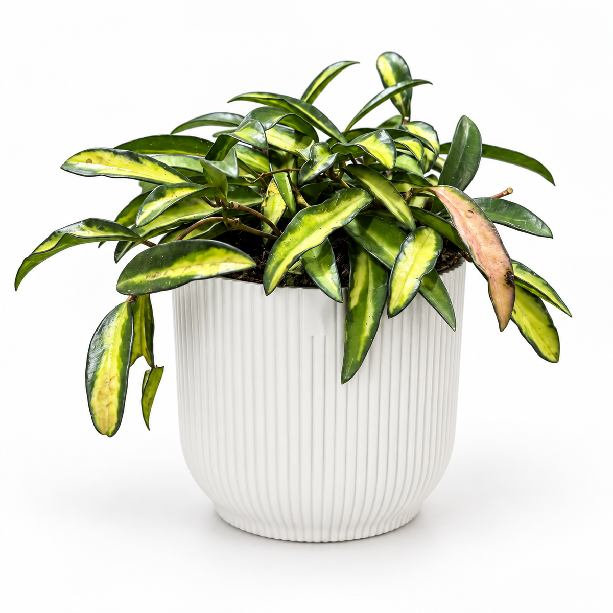 Hoya Wayetti Tricolour in a white ribbed pot on a white studio background