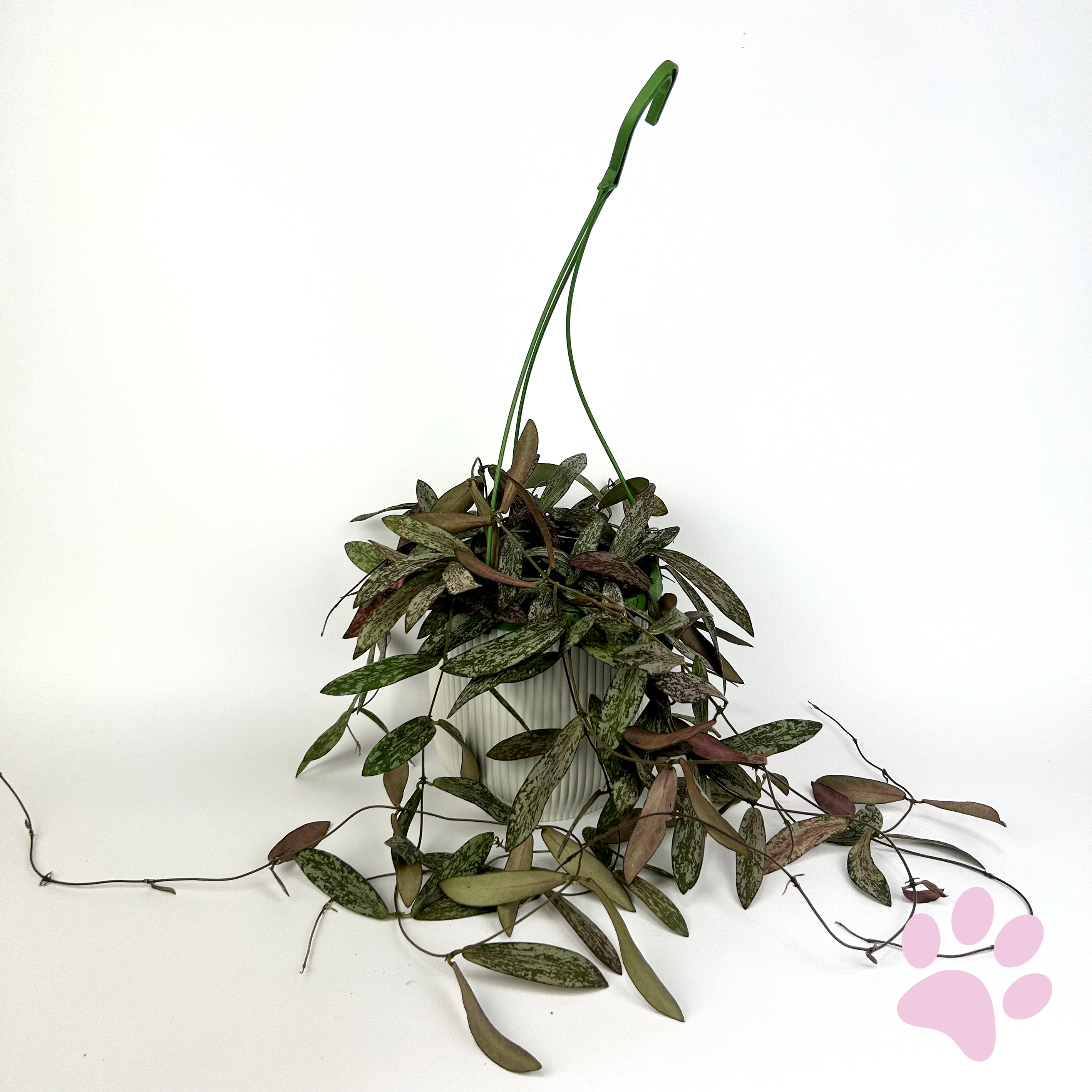 Hanging Hoya Sigitalis 14cm Houseplant