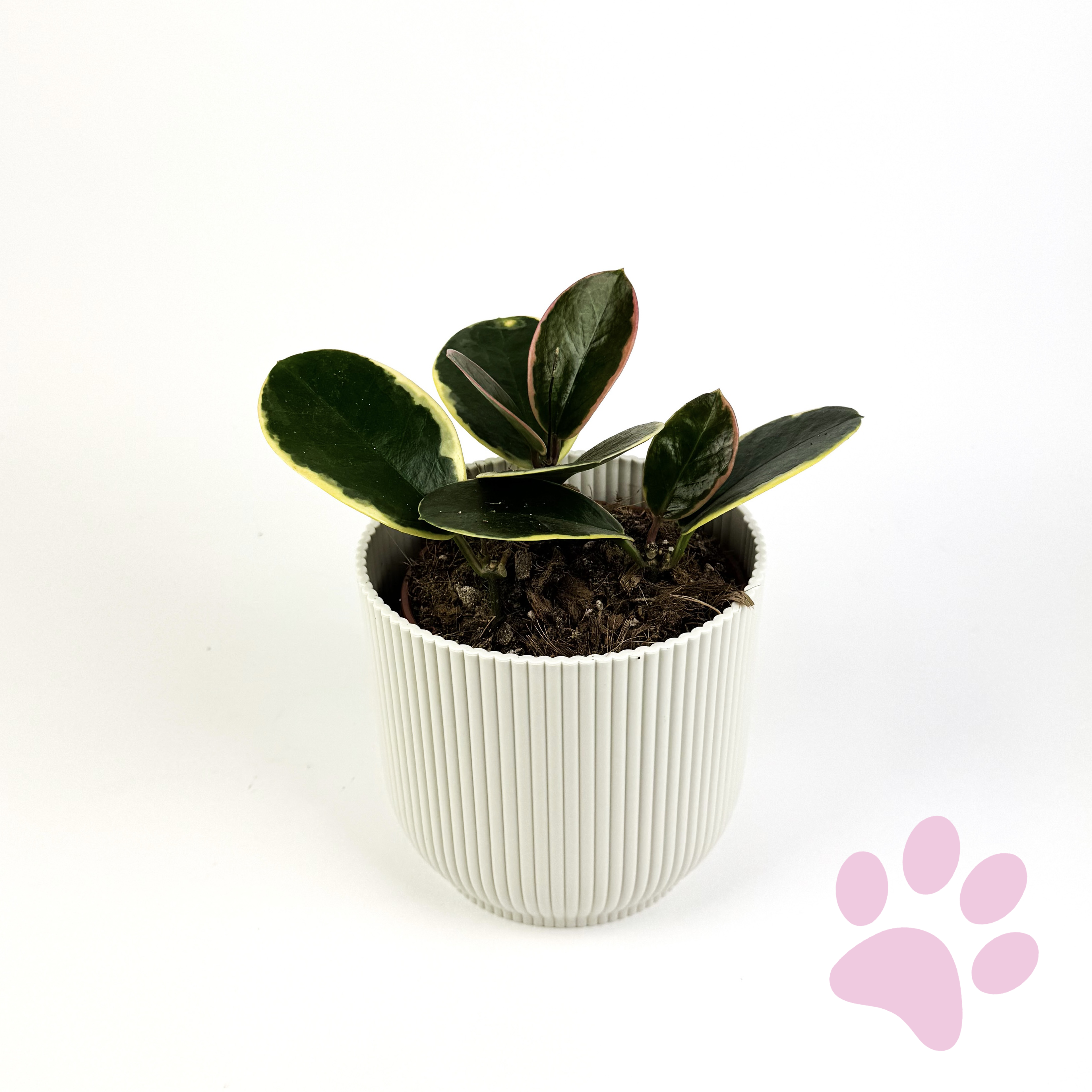 Hoya Blondie Houseplant