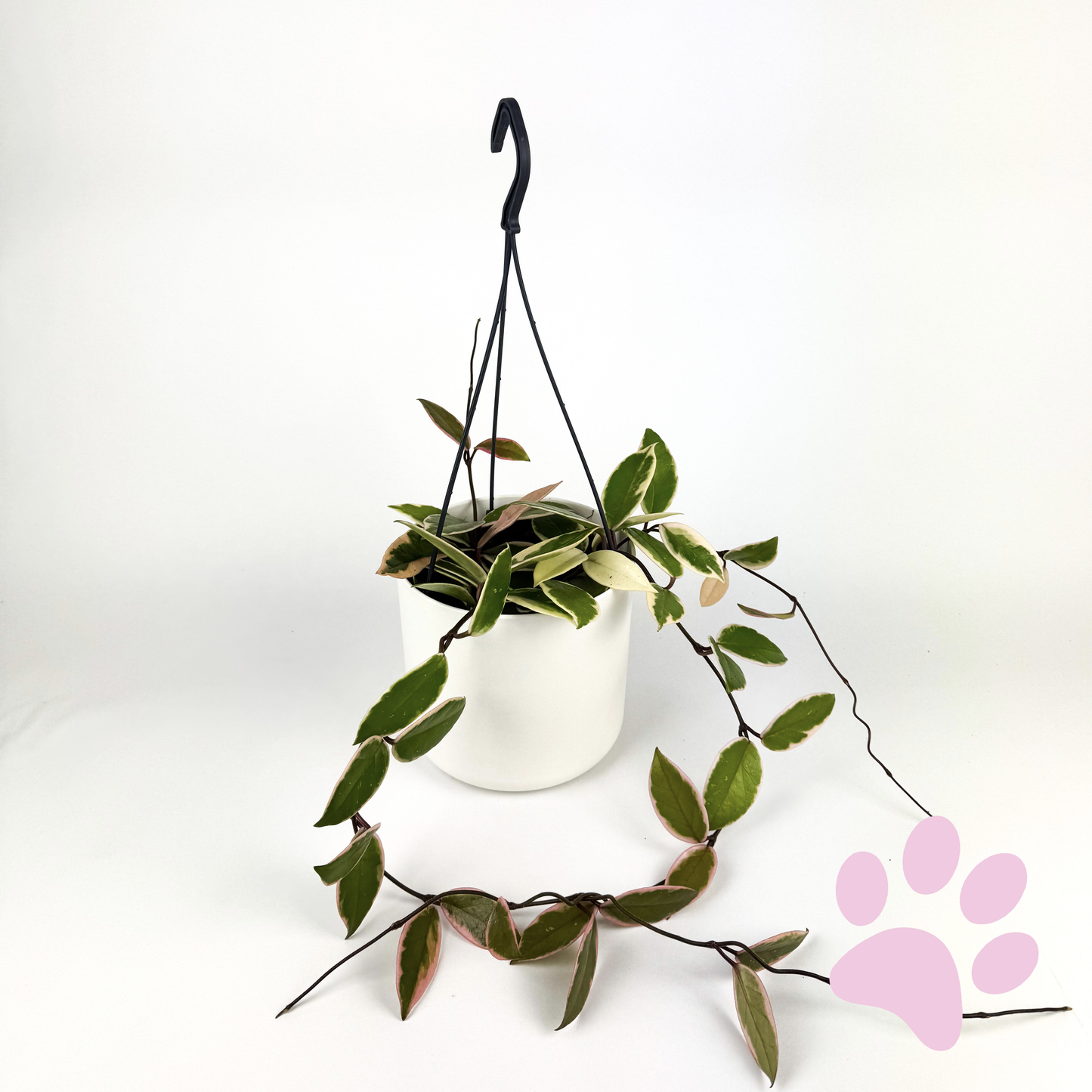 Hanging Hoya Flamingo Dream Houseplant