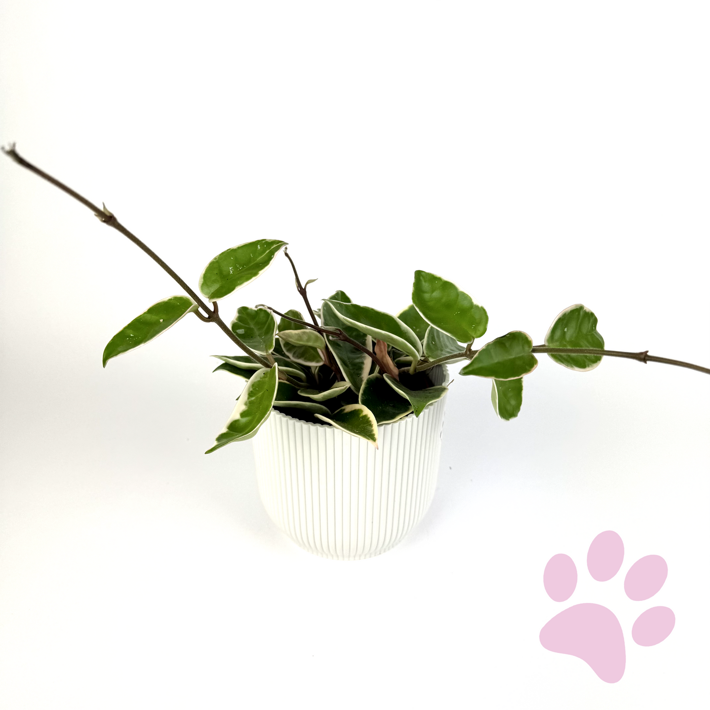 Hoya Krimson Queen 12cm Houseplant