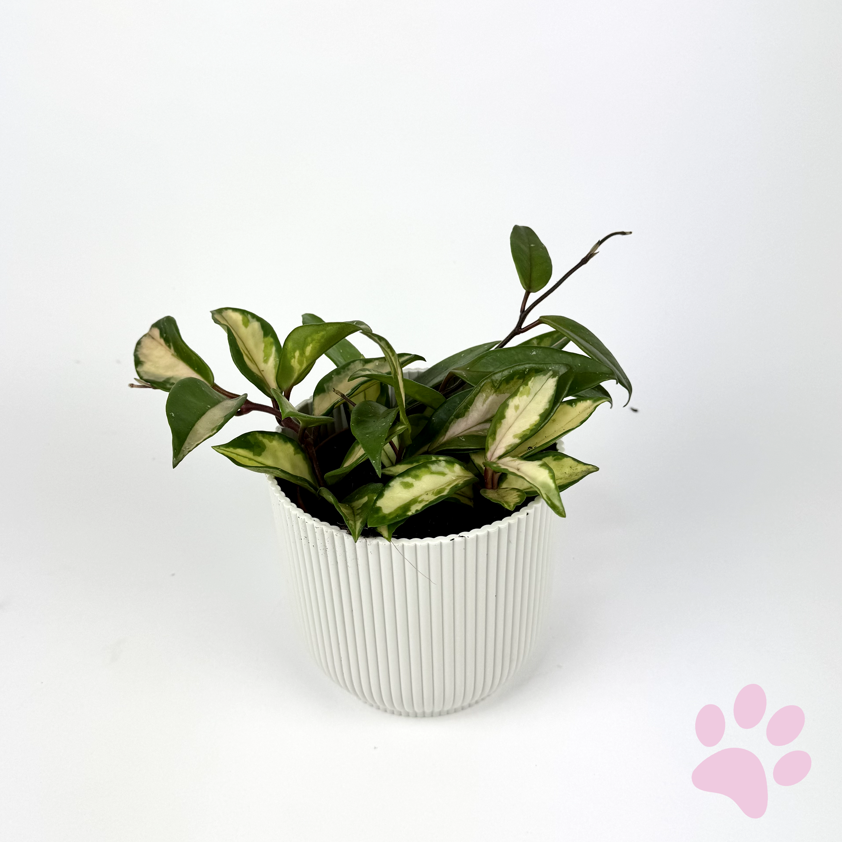 Hoya Carnosa Tricolour 12cm Pot Size Houseplant