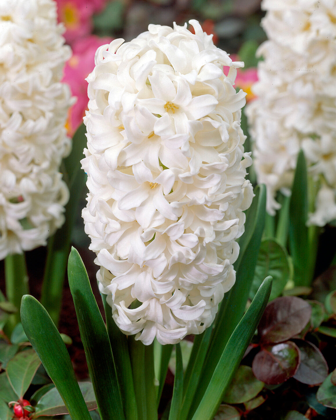 Garden Spring Flowering Bulbs
