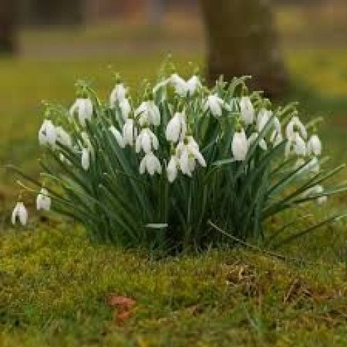 Garden Spring Flowering Bulbs
