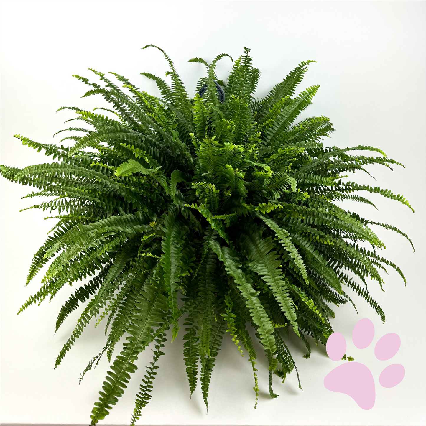 Large Boston Fern 17cm Houseplant