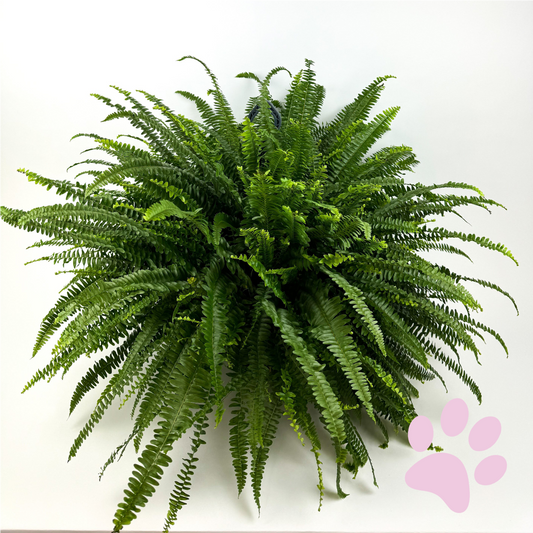Large Boston Fern 17cm Houseplant