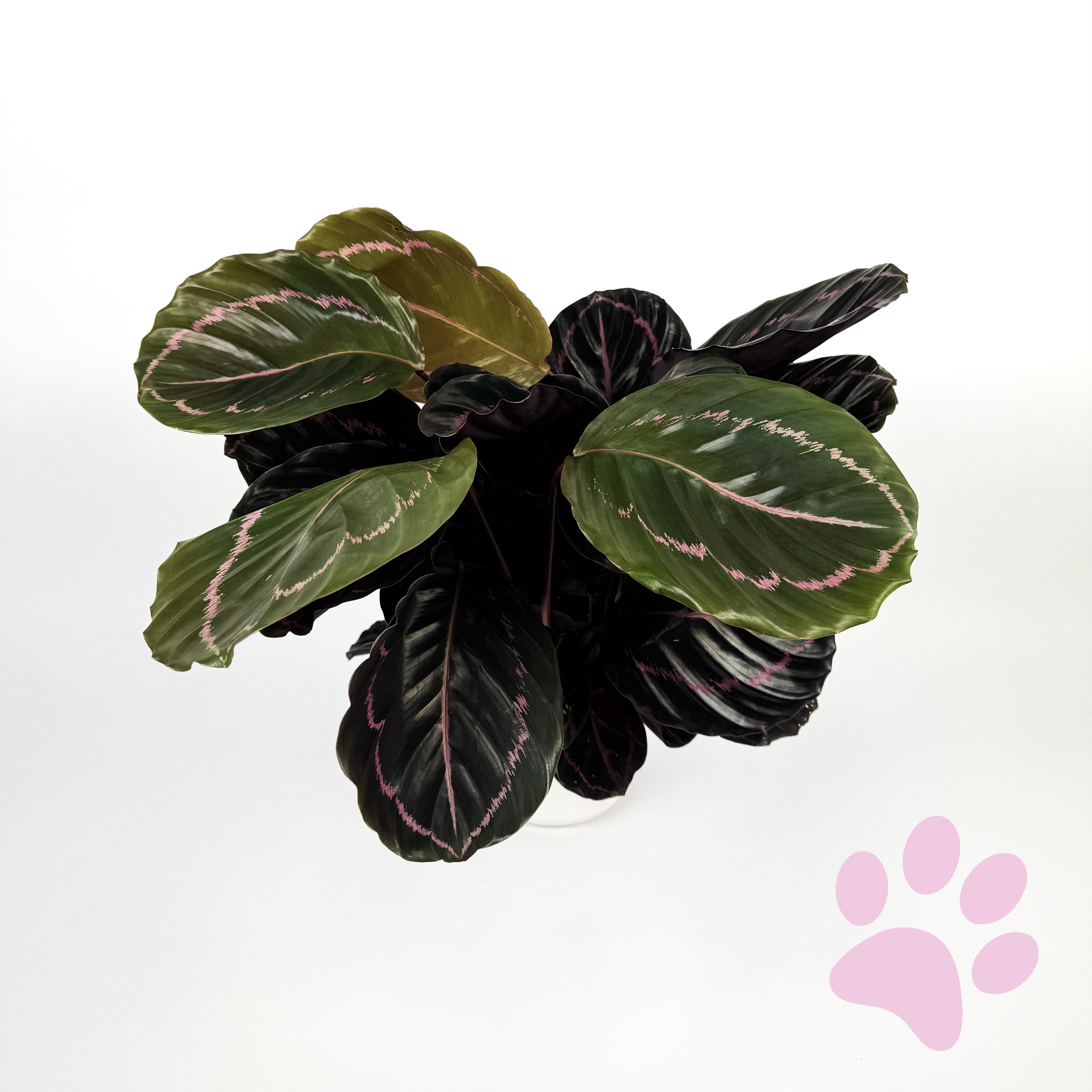Calathea Dottie Indoor 14cm Pot Size Houseplant