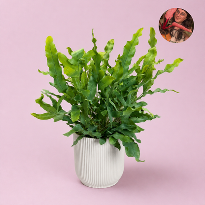 Blue Star Fern- Little Plant Lovers Houseplant Choice