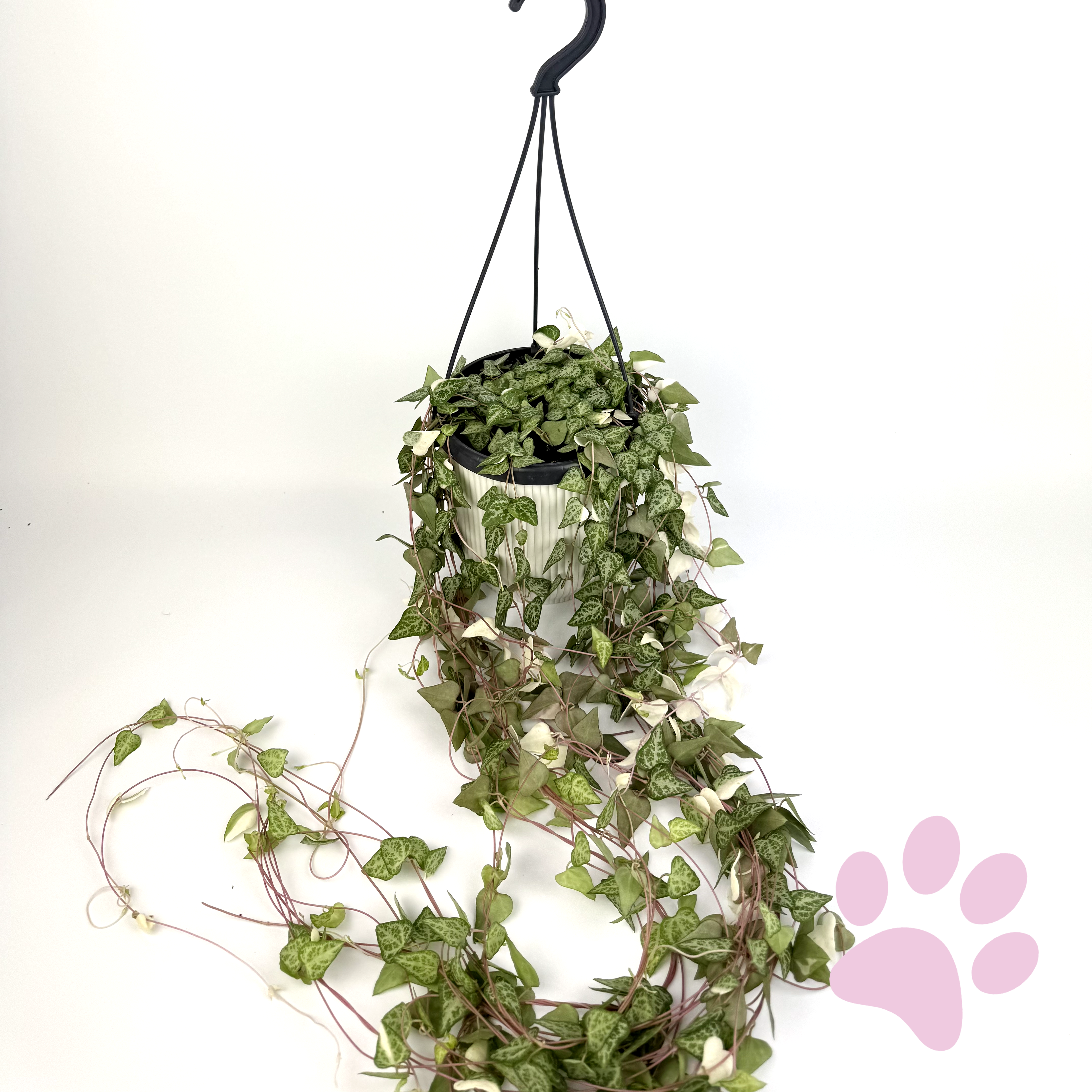 Ceropegia Linearis Luuk 14cm Houseplant