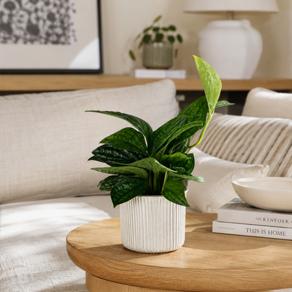 Scindapsus Marble Planet Houseplant
