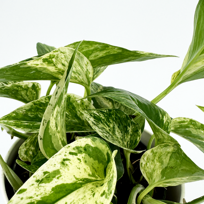 Marble Queen Pothos Indoor Houseplant