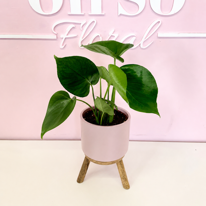 The Plant Parent Bundle - HUGE Savings on bundles