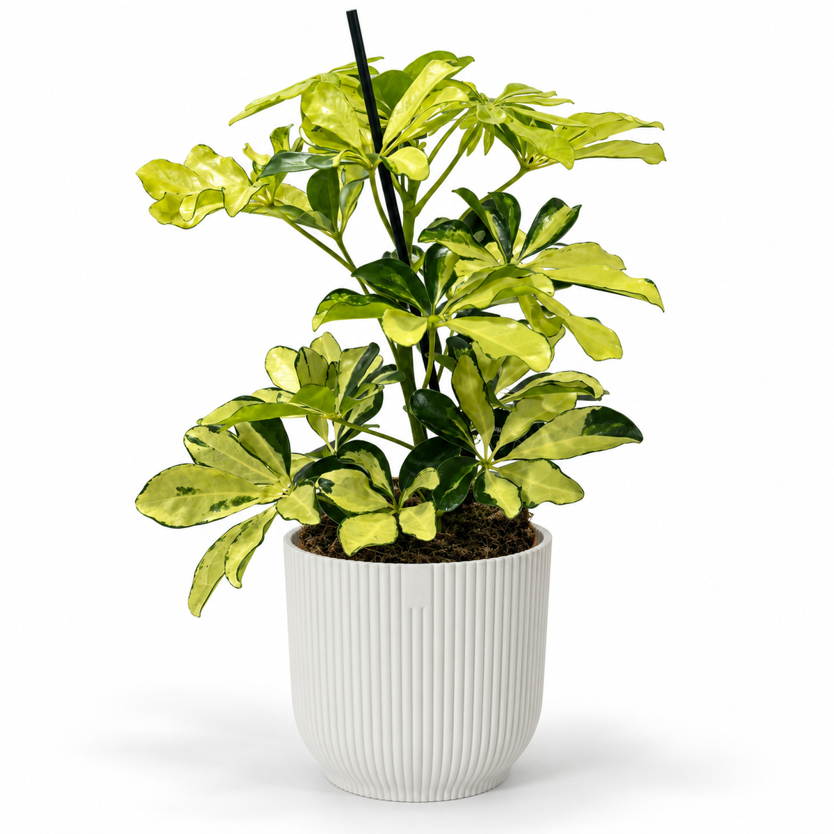 Schefflera Melanie 13cm Houseplant