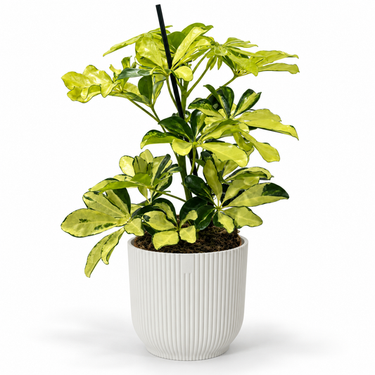 Schefflera Melanie 13cm Houseplant