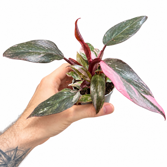 Philodendron Pink Princess