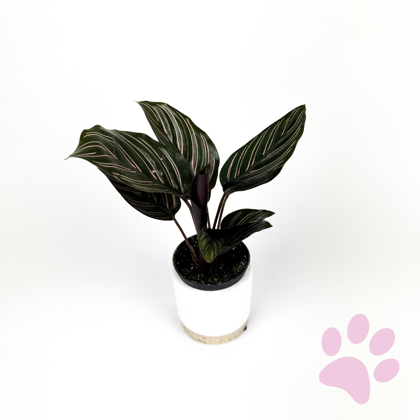 Mini Calathea Ornata Sanderiana Houseplant