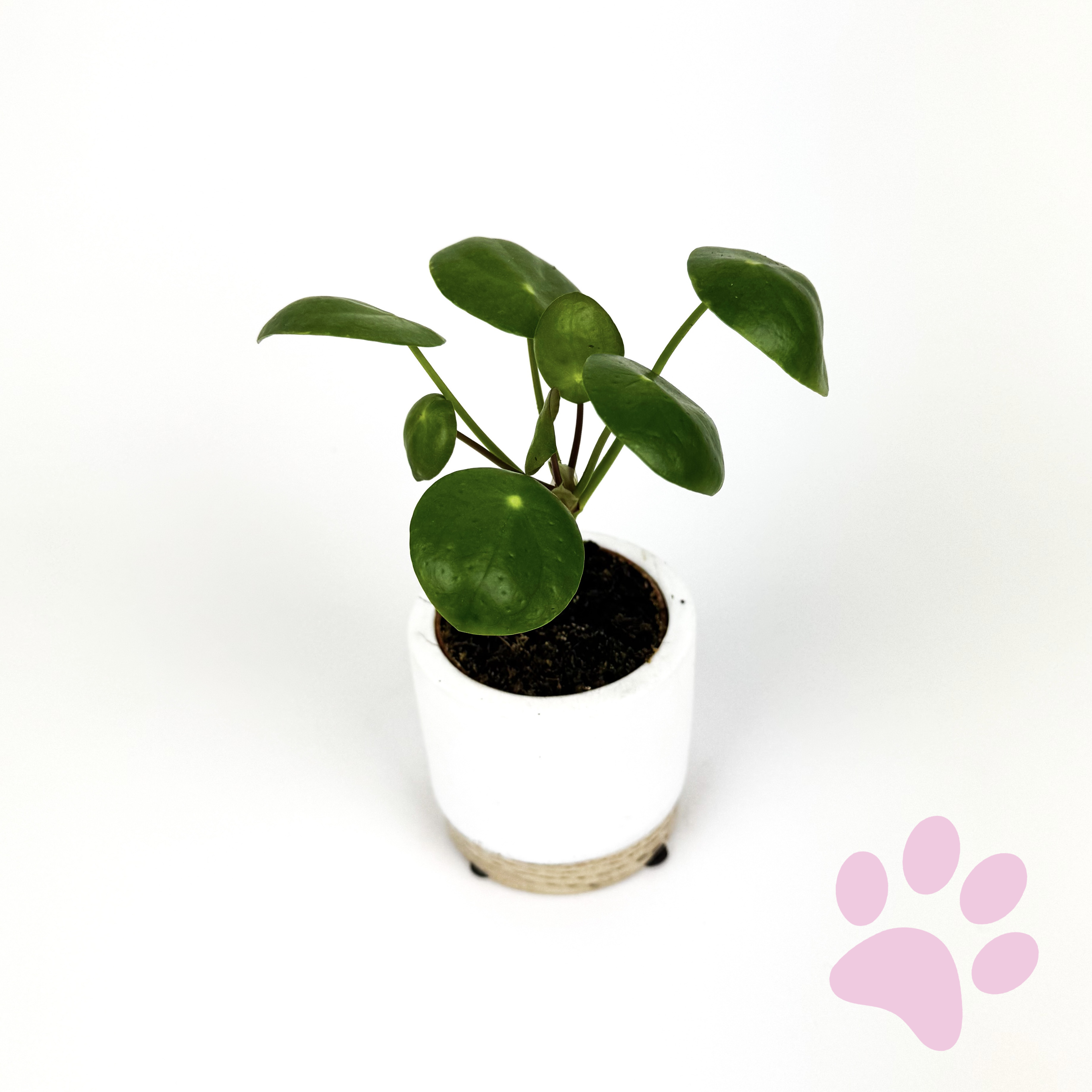 Mini pilea peperomioides Houseplant